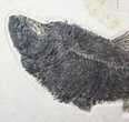 Diplomystus Fish Fossil - Wyoming #13094-2